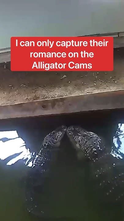 My Alligators Want To Keep Their Love Affair Secret 🤫🐊shorts