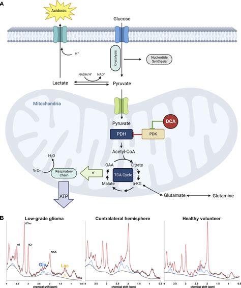 Frontiers In Vivo Magnetic Resonance Spectroscopy Of Lactate As A Non