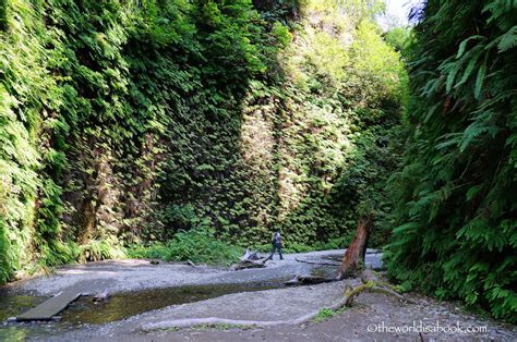 Hiking Fern Canyon in Redwood National Park - The World Is A Book