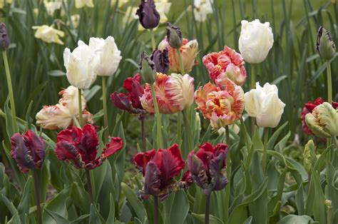 Tulip Parrot Mixture Parrot Tulips Gee Tee Bulbs Uk