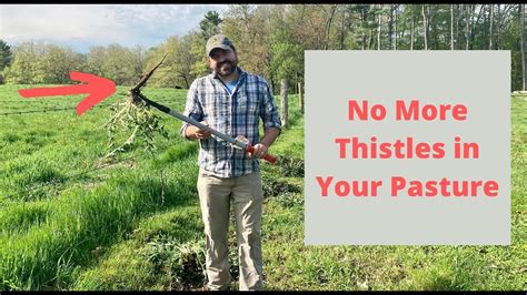 How To Get Rid Of Thistles In Pastures Natural Thistle Control In Pastures Youtube