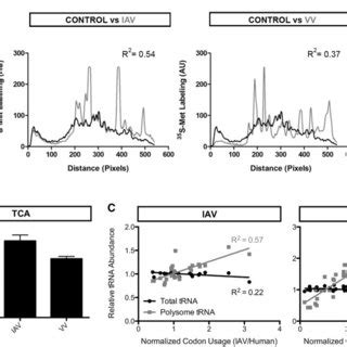 Polysome tRNAs reflect viral translation. (A) Translation patterns ... 