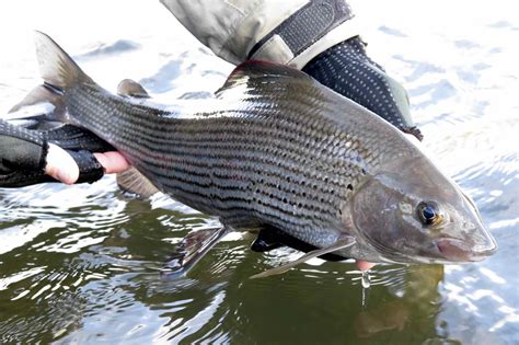 Grayling Fishing - Yorkshire Dales Fly Fishing