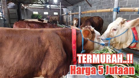 Termurah 5 Juta Review Harga Sapi Pedet Di Grosir Sapi Haji Rudi