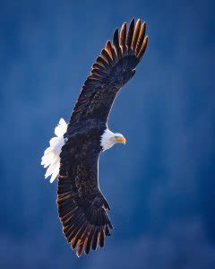 Por Qu Las Guilas Vuelan En C Rculos Guia De Aves