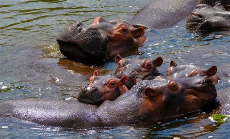 Wild hippopotamuses swimming in river in nature · Free Stock Photo