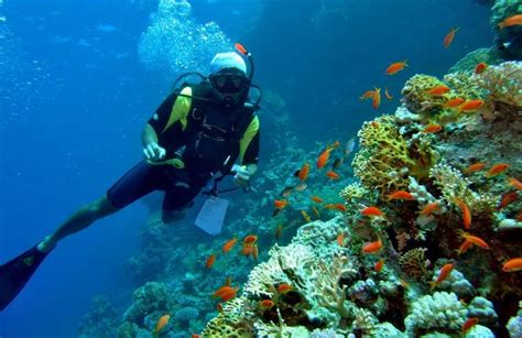 PADI scuba diving course in Sharm El-Sheikh