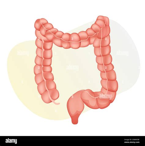 Large Intestine Stock Illustration Stock Vector Image And Art Alamy