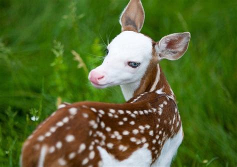 TYWKIWDBI ("Tai-Wiki-Widbee"): Piebald fawn