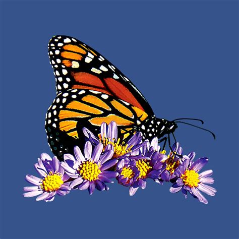 Monarch Butterfly On Purple Asters Monarch Butterfly T Shirt