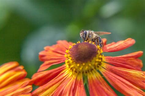 Premium Photo Honey Bee Covered With Yellow Pollen Drink Nectar