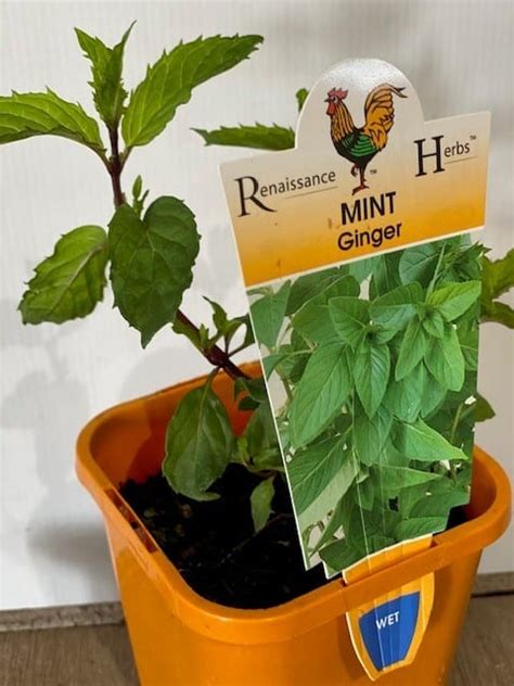 Ginger Mint 100mm | Garden Feast