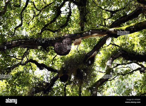 Honecombs on an old tall tree at Munnar, Kerala, India Stock Photo - Alamy