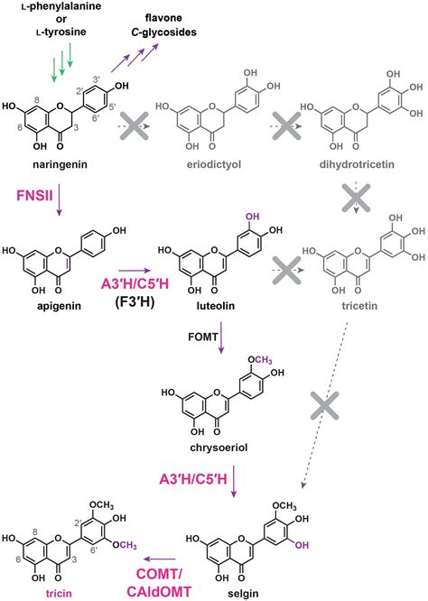 Frontiers Tricin Biosynthesis And Bioengineering