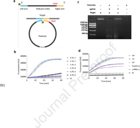 Figure 2 From An Ultra Sensitive One Pot RNA Templated DNA Ligation