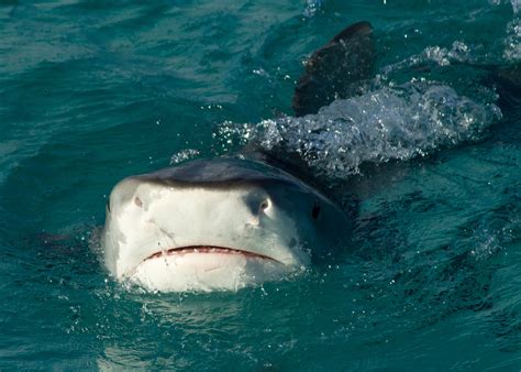 Tubarão tigre espanta o crowd em Bali SURF HARDCORE
