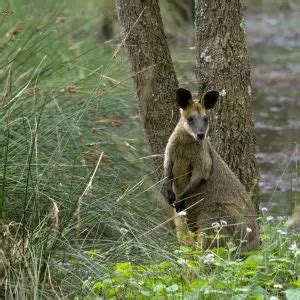 Swamp Wallaby - Facts, Diet, Habitat & Pictures on Animalia.bio