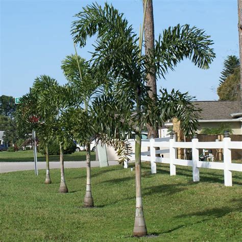 Fishtail Palms For Sale