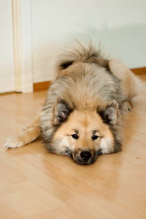 38 Eurasier Keeshond Samoyed Chow Chow Mix Asian Spitz Ideas