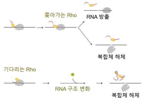 Rna 합성 조절 양상 규명 항생제 개발 중요한 단서 젠미디어