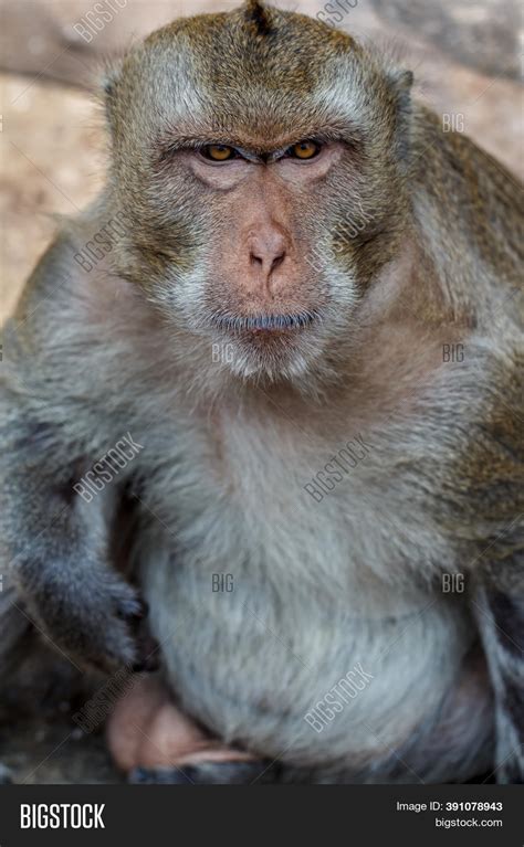 Monkeys Portrait Have Image And Photo Free Trial Bigstock