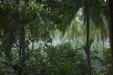 Gambar Lapisan Hutan Hujan Tropika / Sifat Dan Ciri Tanah Pada Kawasan ...