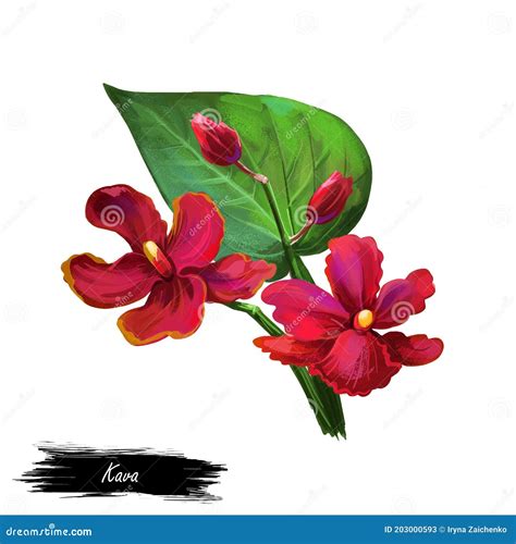 Kava Isolated Digital Art Illustration. Kava-kava Pepper Crop, Green Bitter Leaves. Awa or Ava ...