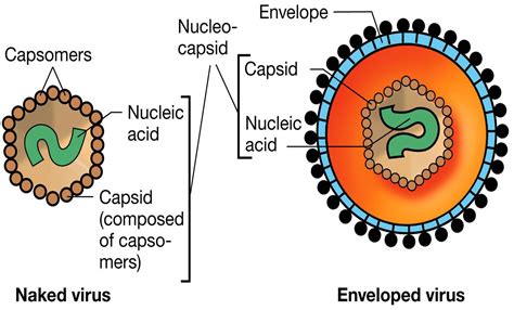 Microbiology V VIRUSES The Amazing Medicine