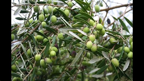 Growing The Table Olive Olea Europaea Youtube