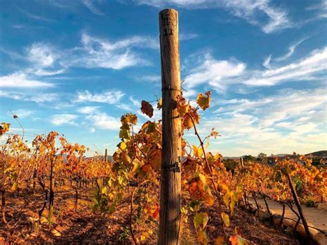 Clima en Valle de Guadalupe: Una Mirada a las Estaciones del Año - Club ...