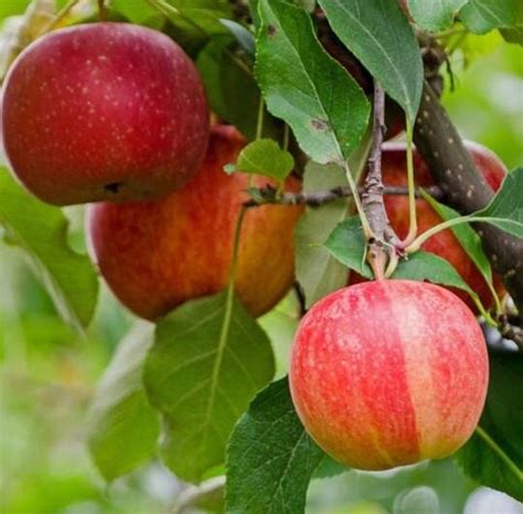 30 Fruit Seeds Pack Gala Apple Seeds Lemon Tree Seeds And Strawberry