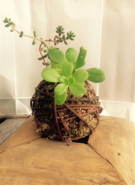 Mini kokedama con suculentas Jardinería en macetas Suculentas