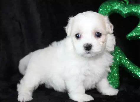 Beautiful Shichon -Teddy Bear Puppies for Sale Trusted Puppies