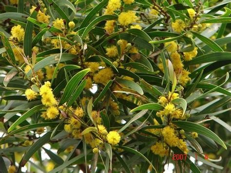 Acacia confusa flowering tree branch | Acacia confusa