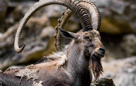 Chasing the Trophy: Himalayan Ibex Hunting Tour – Pakistan Tours