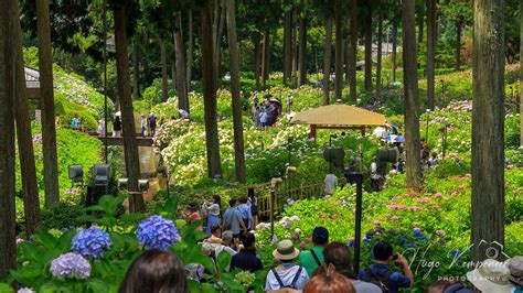 Hydrangea At Mimuroto Ji Temple Kyoto Japan Mimuroto Ji Flickr