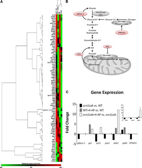 Glucose Metabolism Related Gene Expression In Wt And Scn1lab Mutant