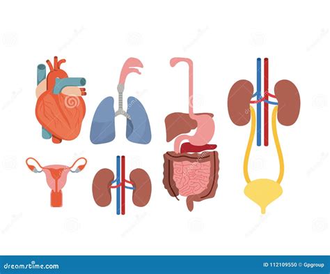 Sistemas Determinados Del Cuerpo Humano De La Silueta Colorida Ilustración Del Vector