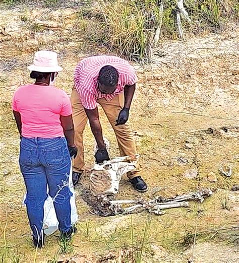 Bosai Workers Stumble Upon Human Skeletal Remains Guyana Times