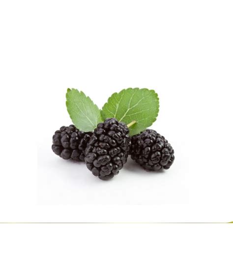 Black Mulberry |Tatlı Limon Agriculture Products | Fresh Vegetables, Fruit Order