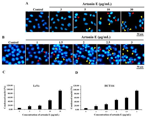 Molecules Free Full Text Effects Of Artonin E On Cell Growth