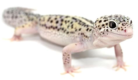 Tutoriel Tout Le Matériel Pour Installer Un Gecko Léopard