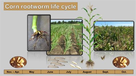 Corn Rootworm - Canadian Corn Pest Coalition (CCPC)