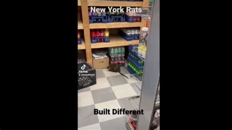 Captan A Rata Gigante En Una Tienda De Nueva York Video Proceso