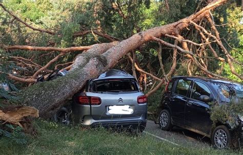 Albero Cade Su Due Auto In Piazzale Bulferetti A Bizzozero Paura Per