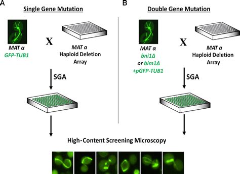 Figure 1 From Systems Cell Biology Of The Mitotic Spindle Semantic