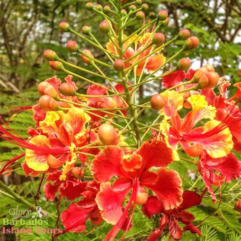 Our National Flower The Pride Of Barbados It Is Bright Vibrant And