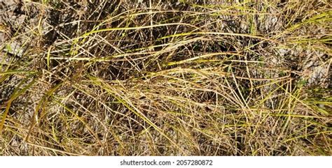 Hay Strands Photos And Images Shutterstock