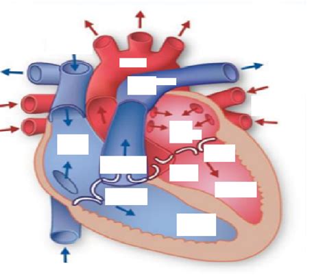 Cardiovascular System Diagram 2 Diagram Quizlet