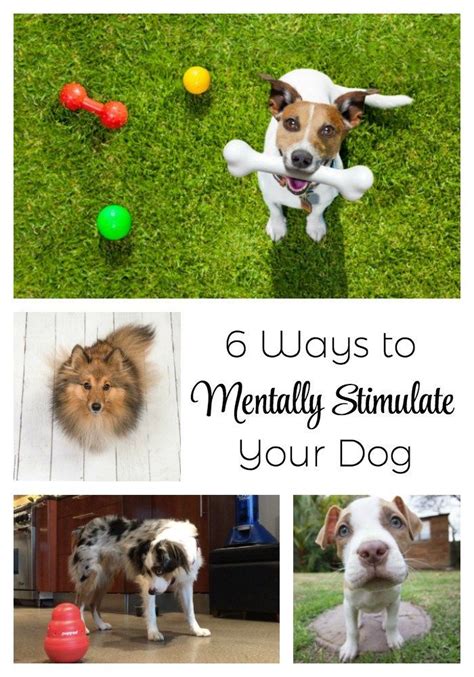 6 Ways To Mentally Stimulate Your Dog Dog Activities Dog Brain Your Dog